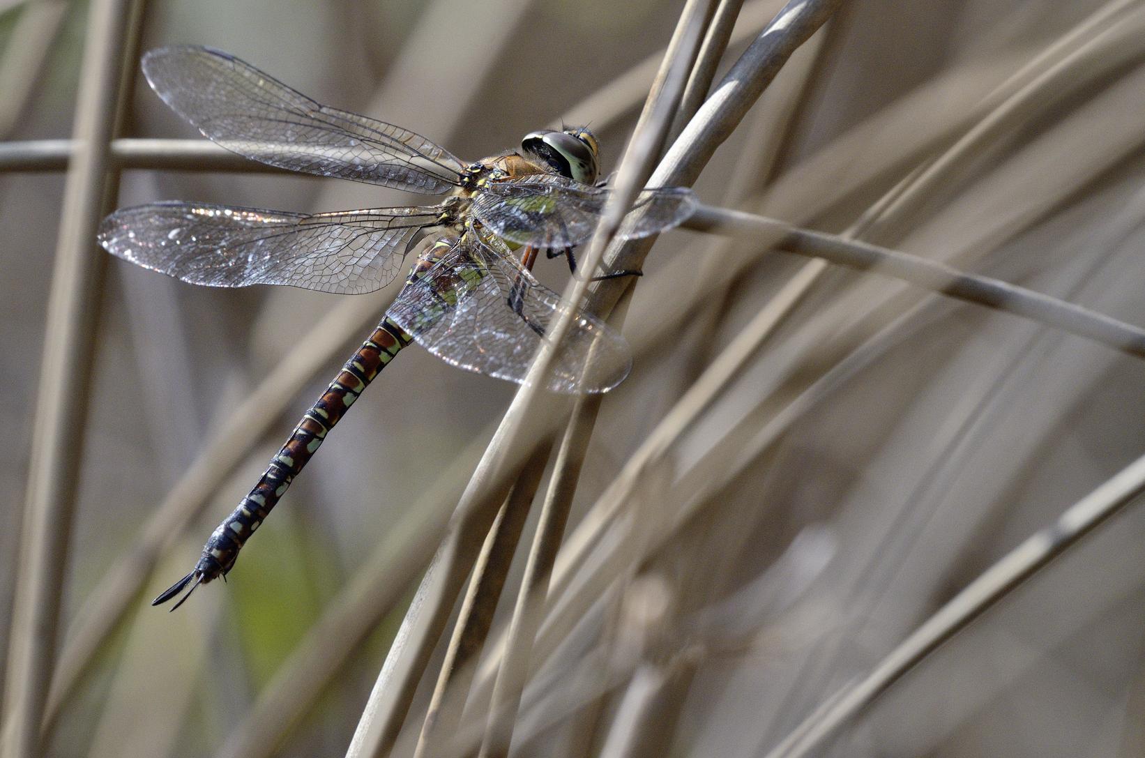 Aeshna mixta fem.